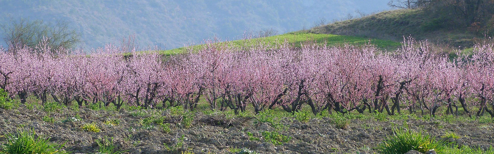 Citrus trees on a hillside with pink flowers