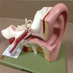 anatomy model of an ear