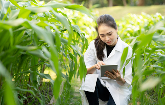 Plant scientist in a field