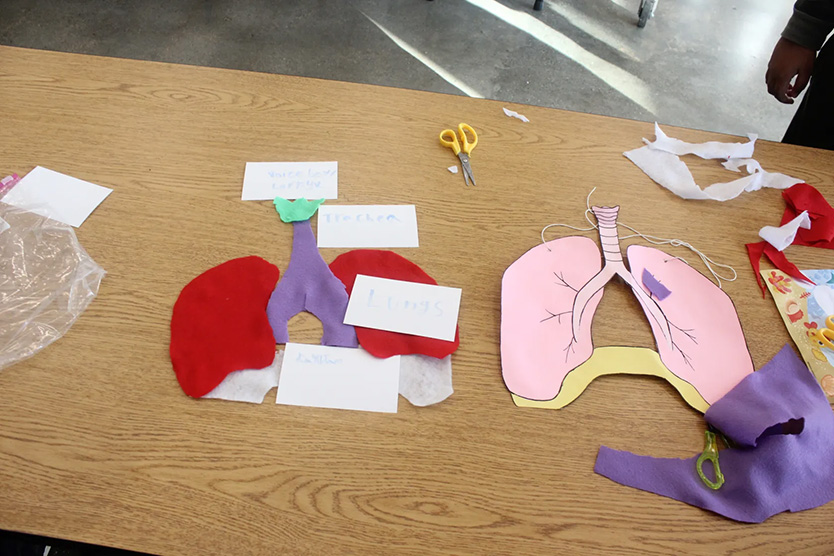 An arts and crafts project modeling the human lungs