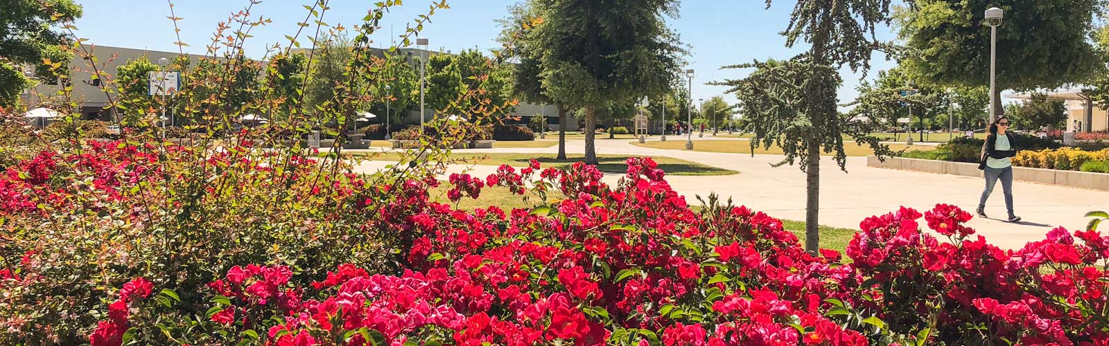 Summer flowers on CCC Campus