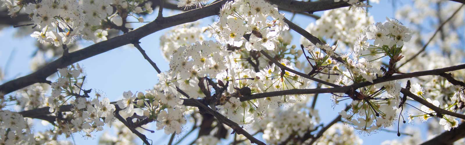 tree blossoms on campus in spring