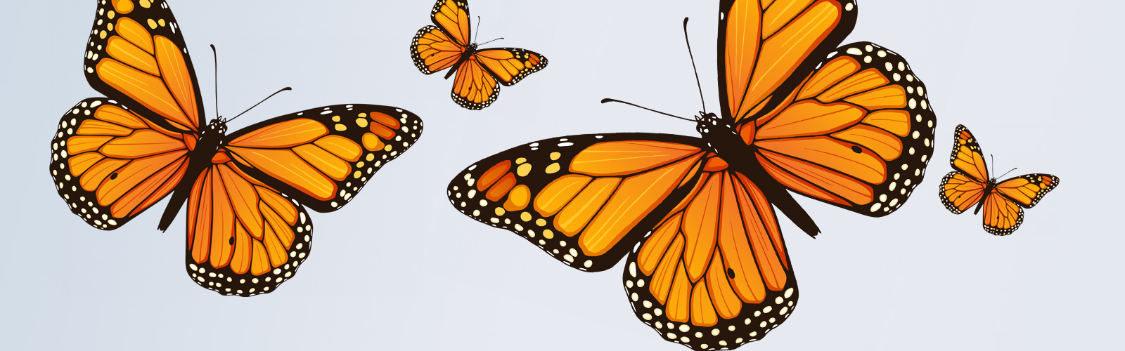 Monarch Butterflies