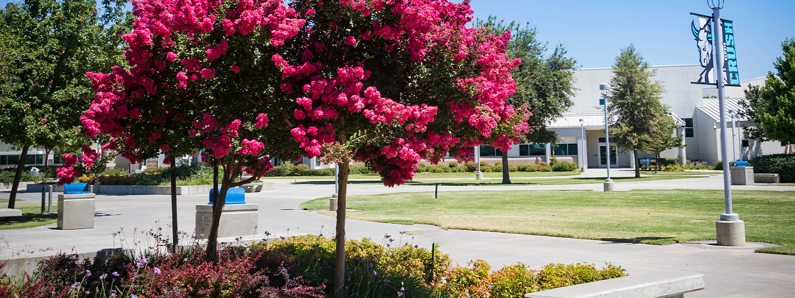 exterior photo of the campus on a sunny day