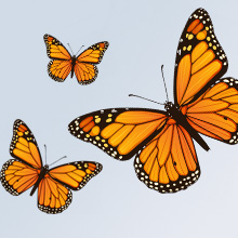 Monarch Butterflies