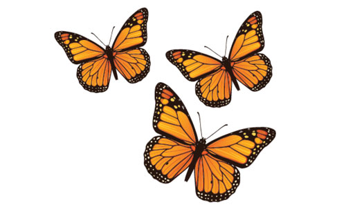 Monarch Butterflies