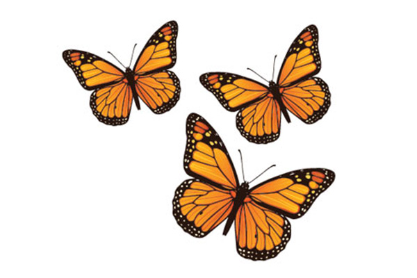 Monarch Butterflies