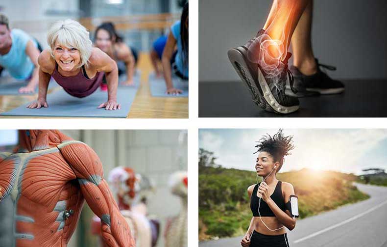 Woman practicing yoga, a young woman running, a model of the human muscle system