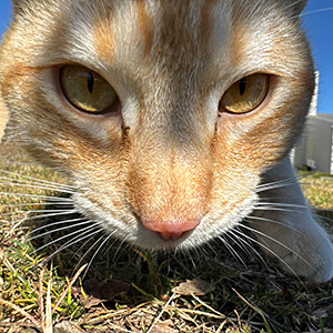 close-up of a cat
