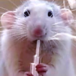 mouse holding a vape