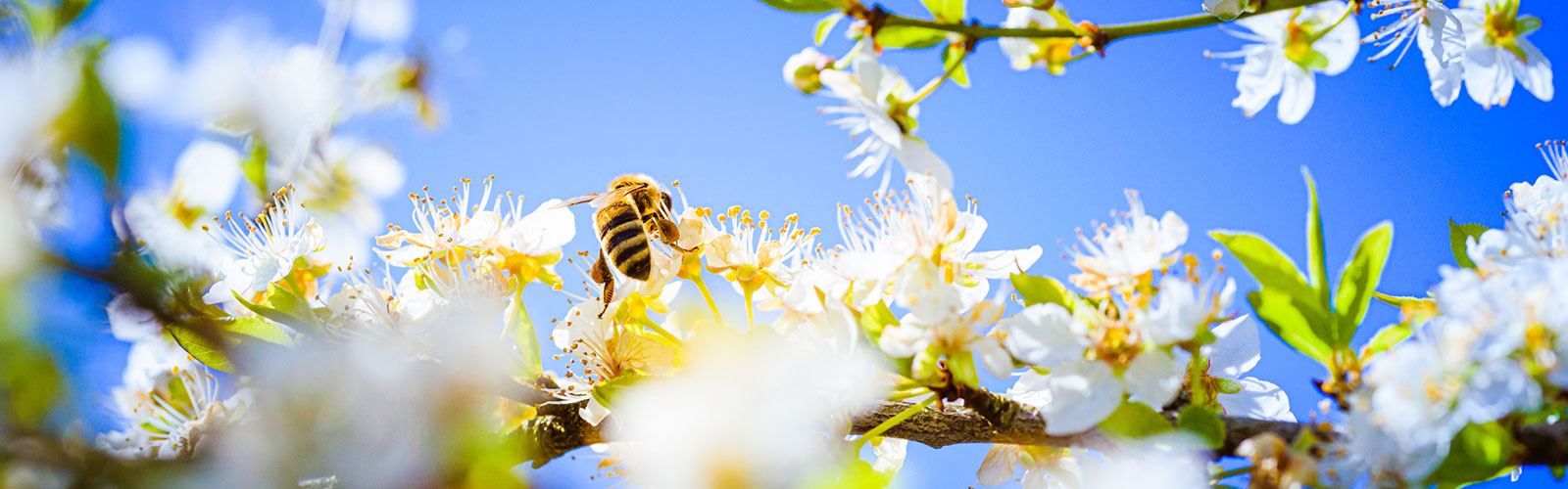 A bee landing on white blossoms with a bright blue sky