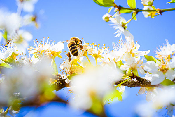 a bee on white flowers in front of a bright blue sky