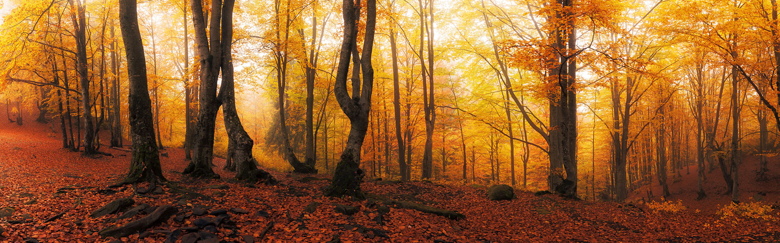 An autumn forest with leaves on the ground and the sun shining through