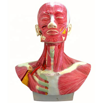 bust of head muscle