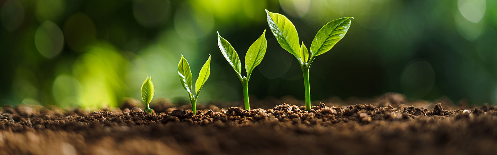 plants growing in a sequence