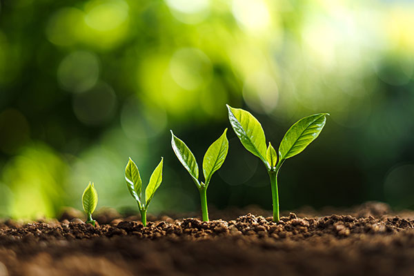 plant growing sequence