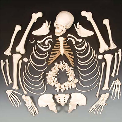 disarticulated skeleton