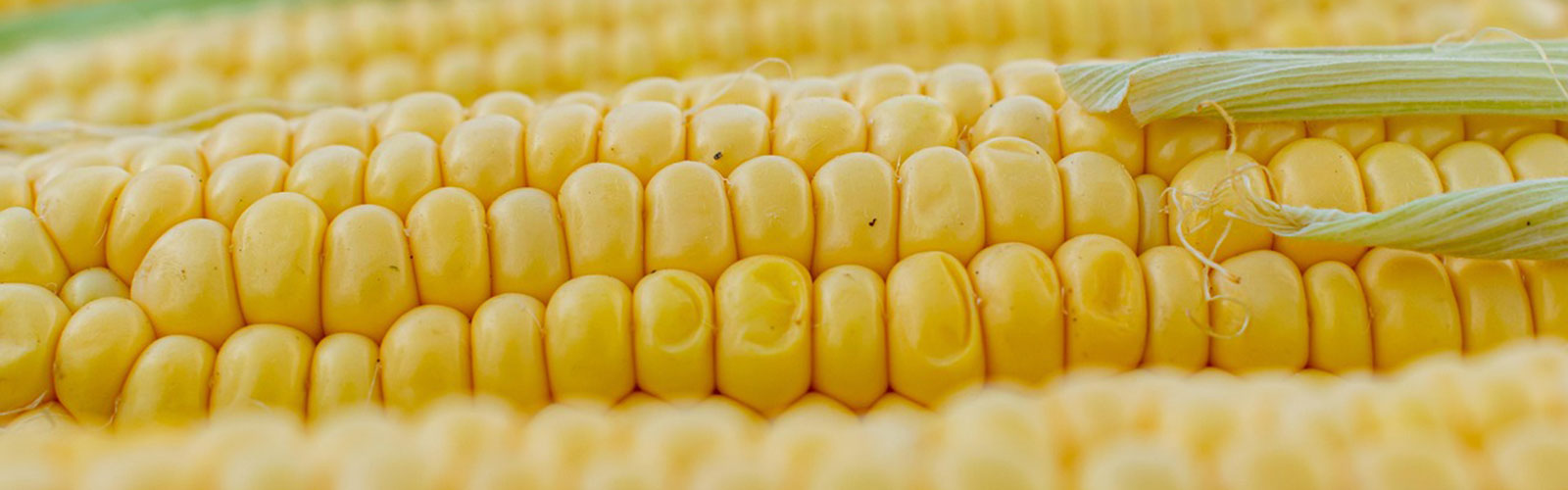 close up of an ear of corn