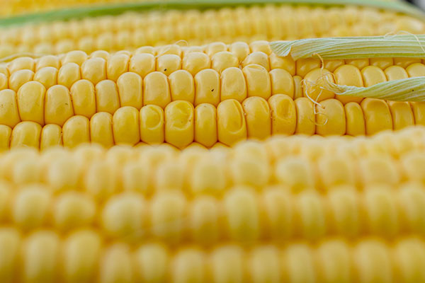 close up of an ear of corn