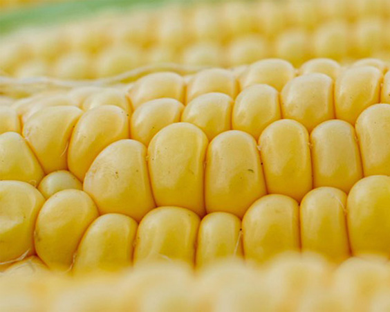 corn kernels