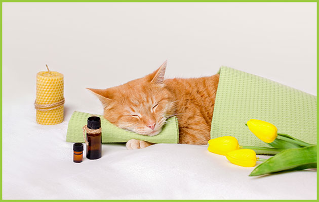 a ginger cat resting on a green blanket with candles, yellow tulips, and bottles of essential oils next to him.