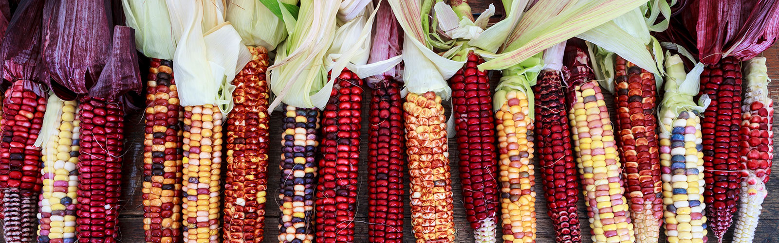 Photograph of a row of jeweled corn.