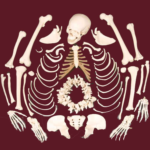 A detailed illustration of a human skeleton, depicting various bones arranged to show the complete skeletal structure.